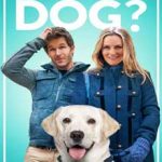 Ver Who Gets the Dog? (2016) online